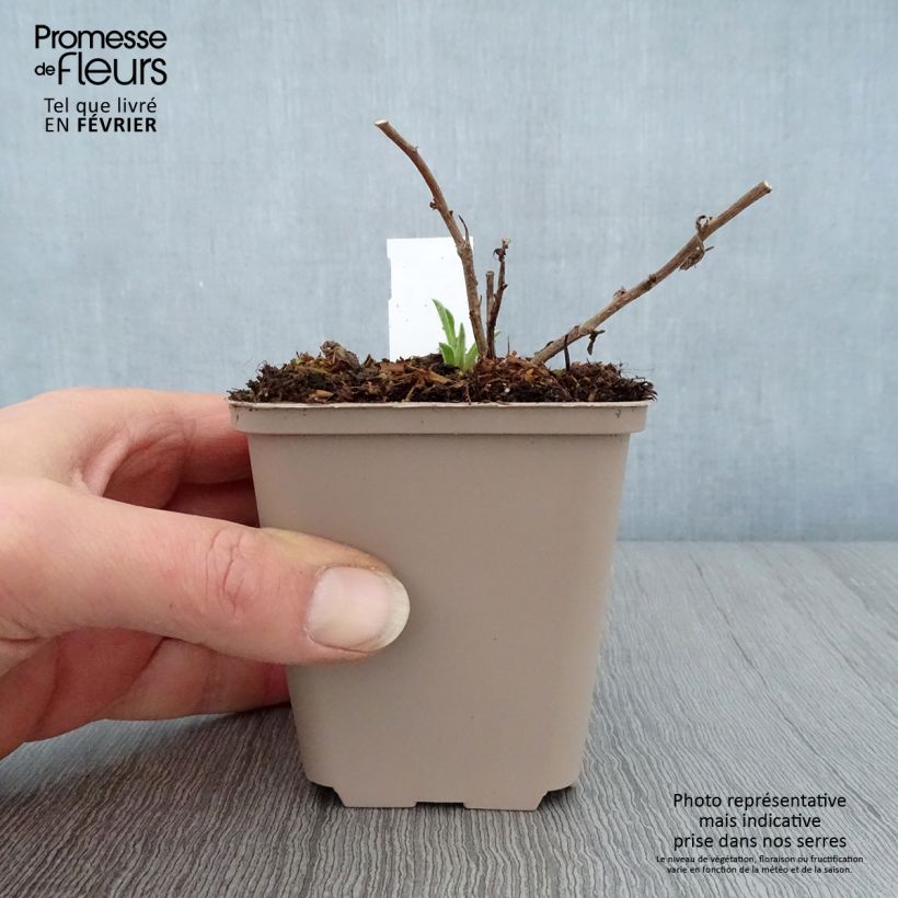 Exemplar von Aster frikartii Wunder von Stäfa - Sommer-Aster Kleine Töpfe von 8/9 cm wie im Winter geliefert