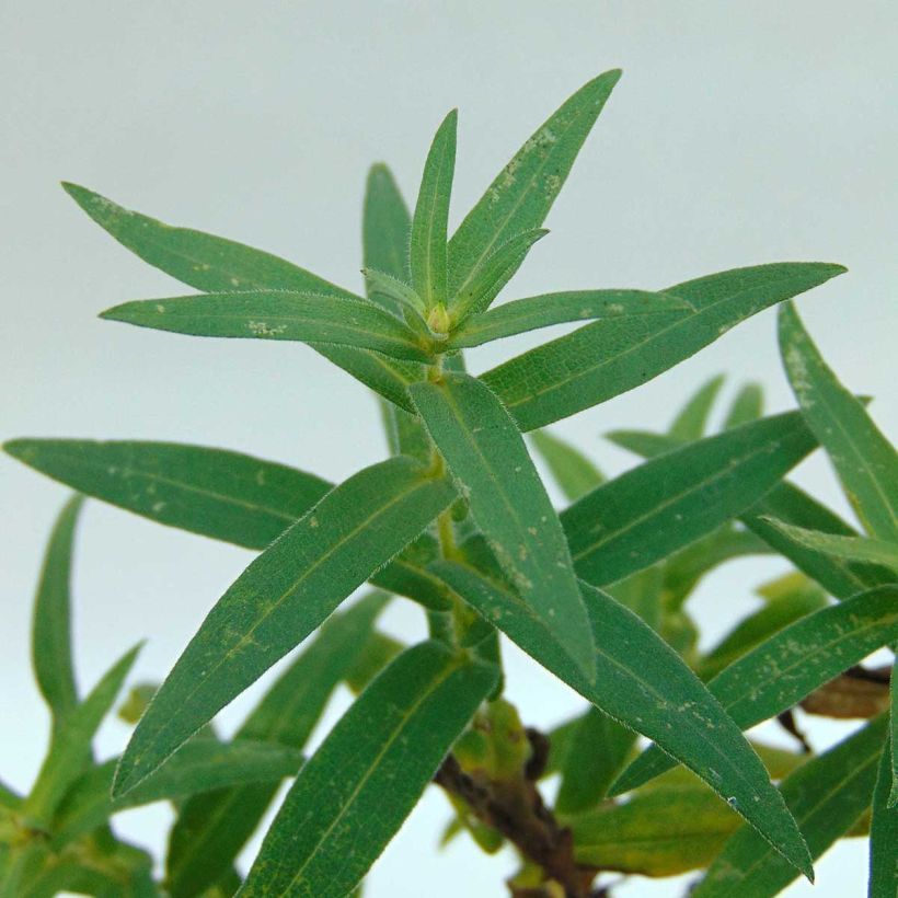 Aster novae-angliae Ann Leys - Neuenglische Aster (Foliage)
