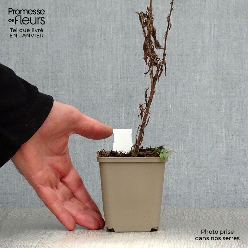 Exemplar von Aster novae-angliae Ann Leys - Neuenglische Aster Kleine Töpfe von 8/9 cm wie im Winter geliefert