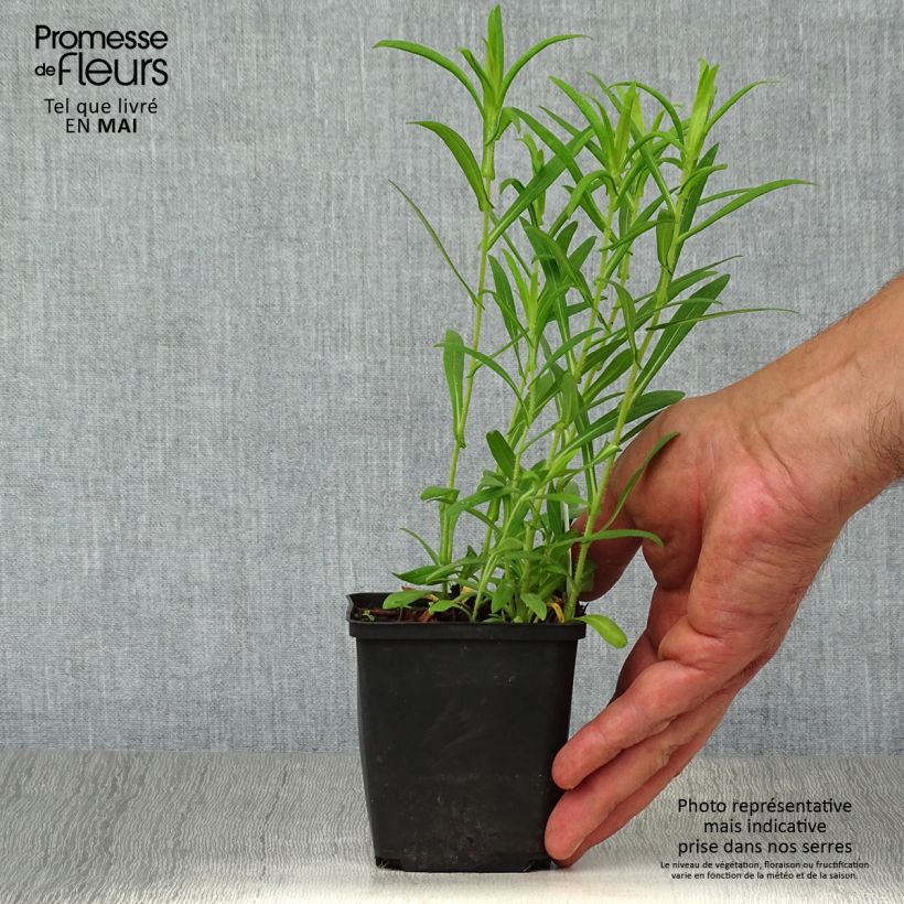 Exemplar von Aster novae-angliae Ann Leys - Neuenglische Aster Kleine Töpfe von 8/9 cm wie im Frühjahr geliefert