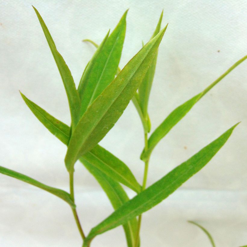 Aster laevis - Glatte Aster (Foliage)