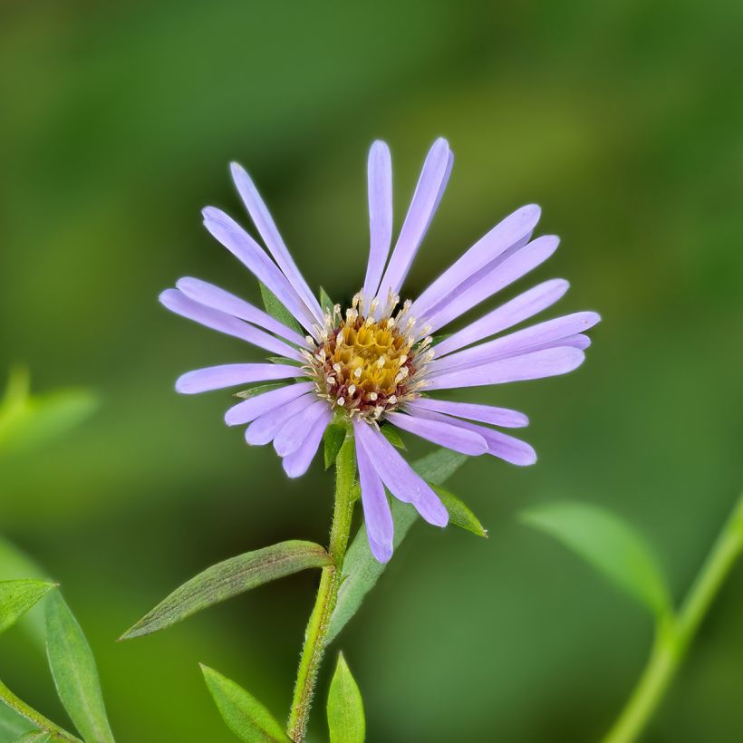 Aster laevis - Glatte Aster (Flowering)