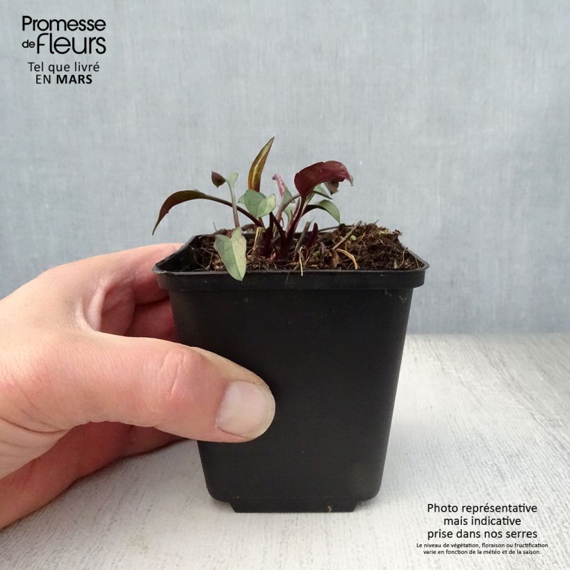 Exemplar von Aster laevis - Glatte Aster Kleine Töpfe von 8/9 cm wie im Frühjahr geliefert