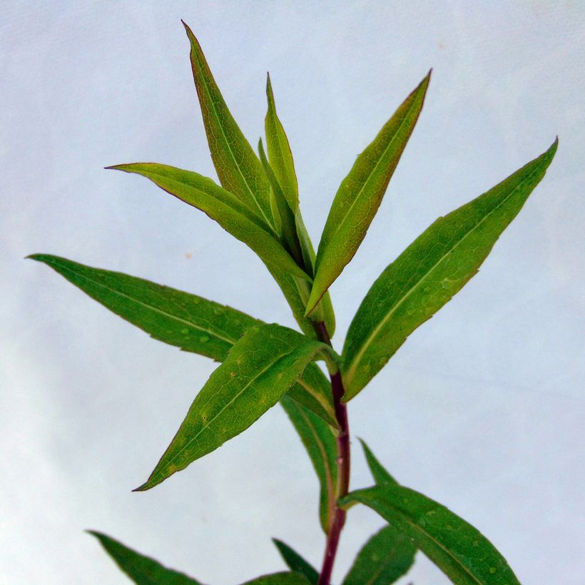 Aster lateriflorus Chloe - Herbstaster (Foliage)