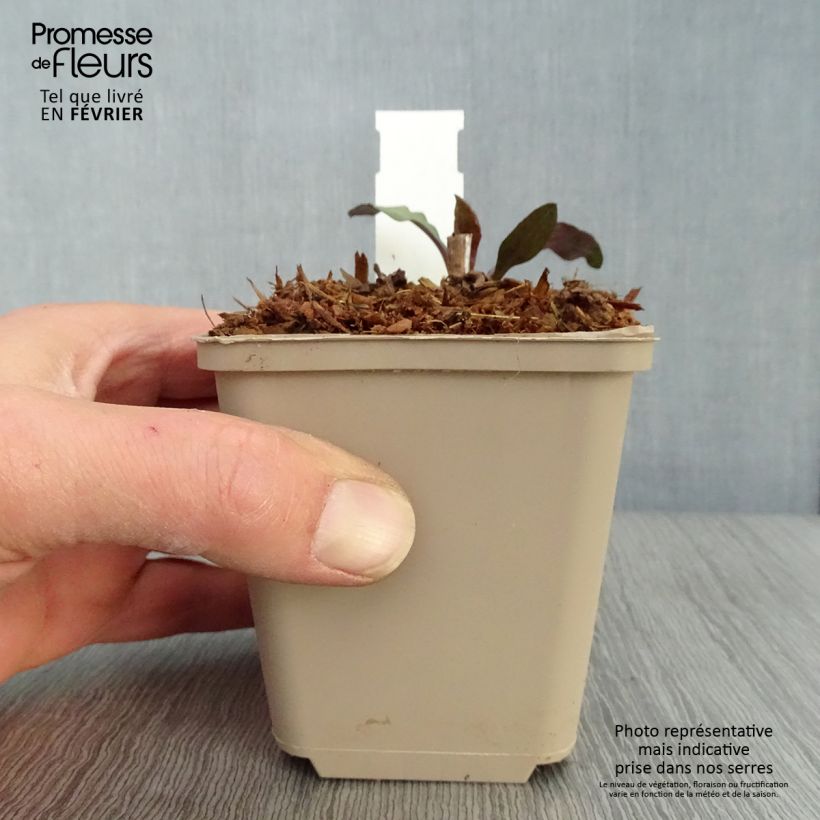 Exemplar von Aster lateriflorus Chloe - Herbstaster Kleine Töpfe von 8/9 cm wie im Winter geliefert