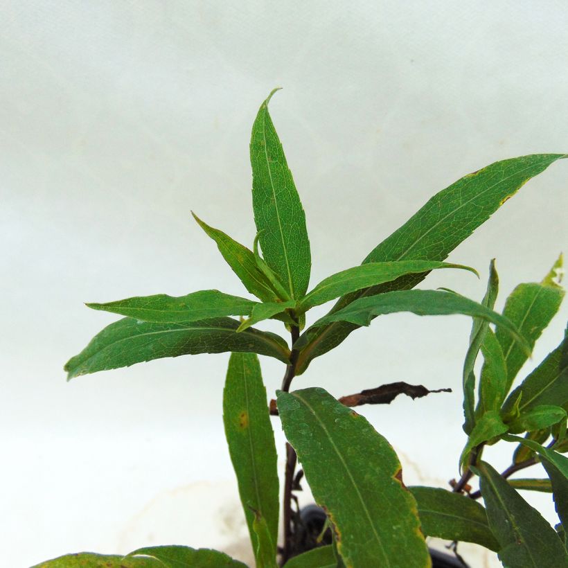 Aster lateriflorus Coombe Fishacre - Herbstaster (Foliage)