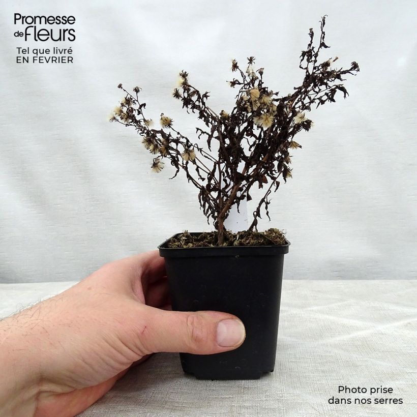 Example of Aster lateriflorus Coombe Fishacre - Herbstaster Kleine Töpfe von 8/9 cm as you get in hiver