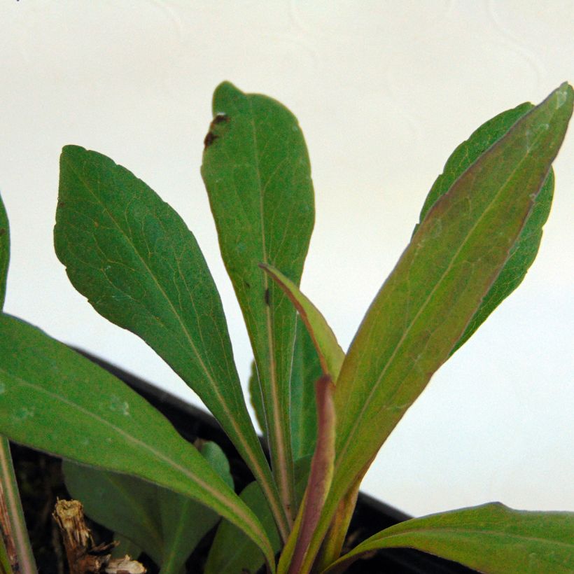 Aster lateriflorus Horizontalis - Herbstaster (Foliage)