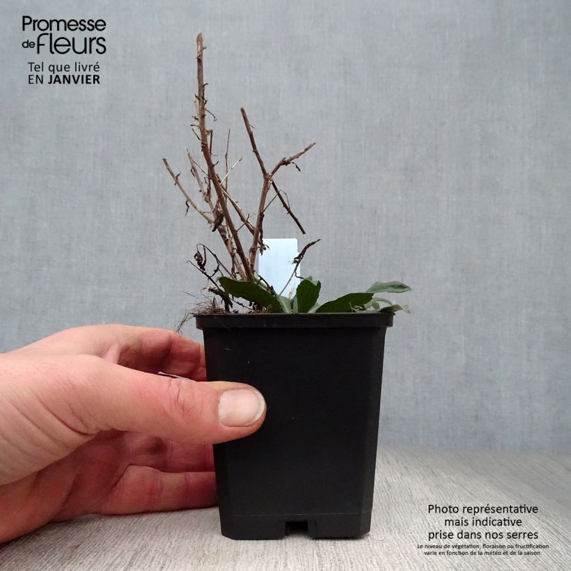 Exemplar von Aster lateriflorus Horizontalis - Herbstaster Kleine Töpfe von 8/9 cm wie im Winter geliefert