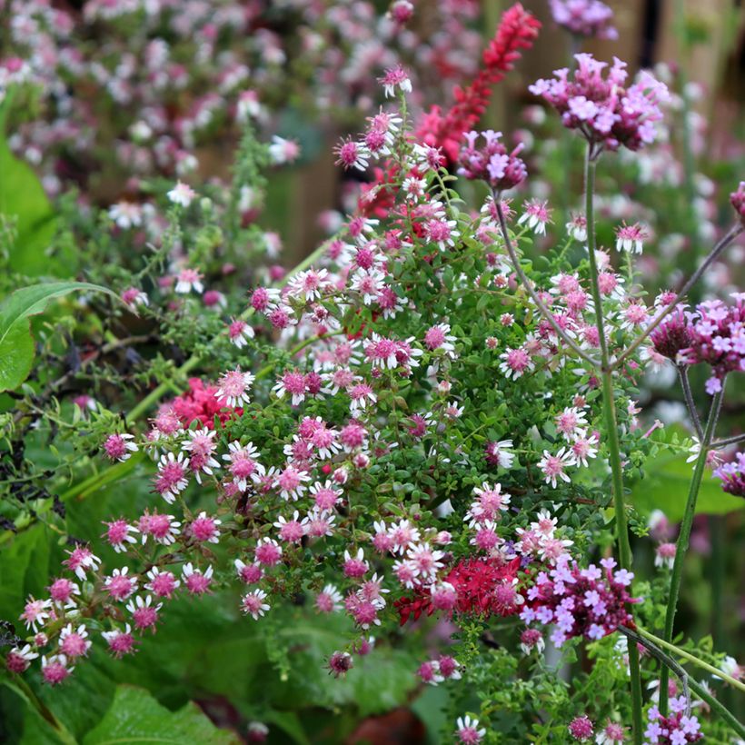 Aster lateriflorus Horizontalis - Herbstaster (Plant habit)