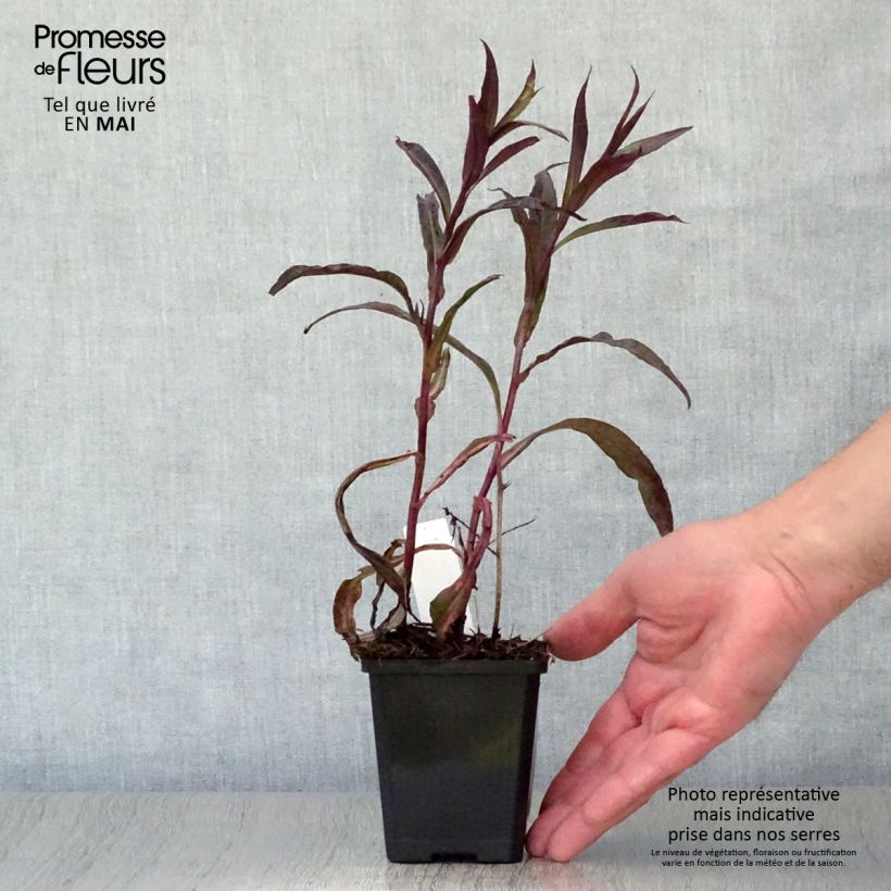 Exemplar von Aster lateriflorus Lady In Black - Herbstaster Kleine Töpfe von 8/9 cm wie im Frühjahr geliefert