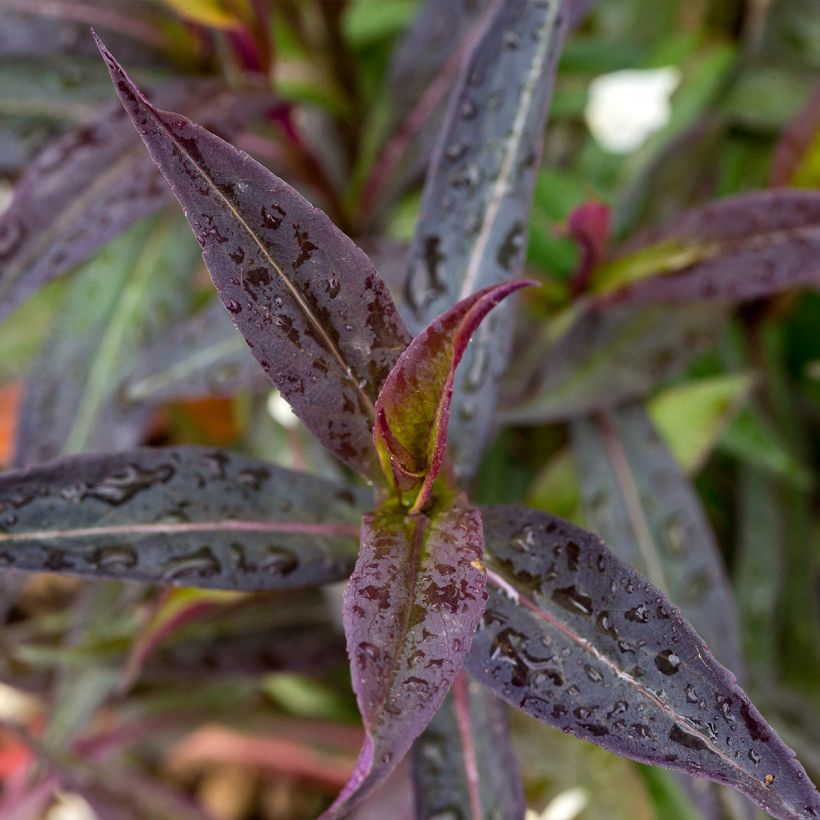Aster lateriflorus Lady In Black - Herbstaster (Foliage)