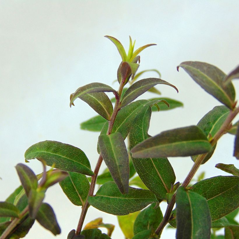 Aster lateriflorus Prince - Herbstaster (Foliage)