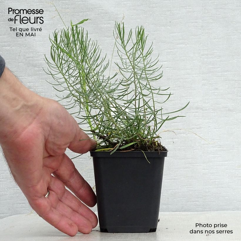 Exemplar von Aster linosyris - Goldhaar-Aster Kleine Töpfe von 8/9 cm wie im Frühjahr geliefert