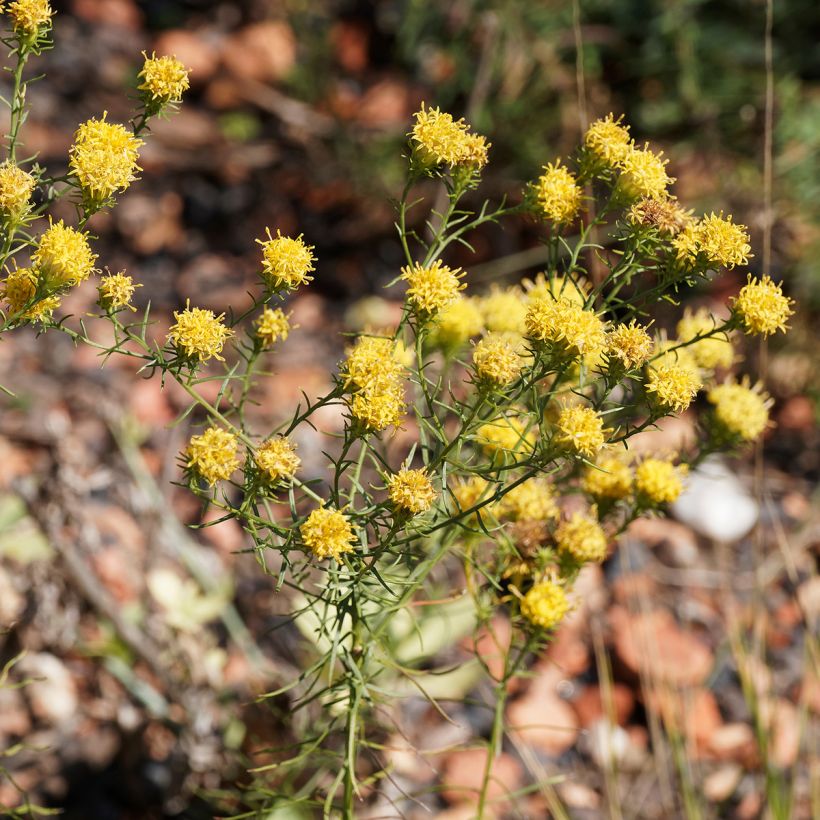 Aster linosyris - Goldhaar-Aster (Flowering)