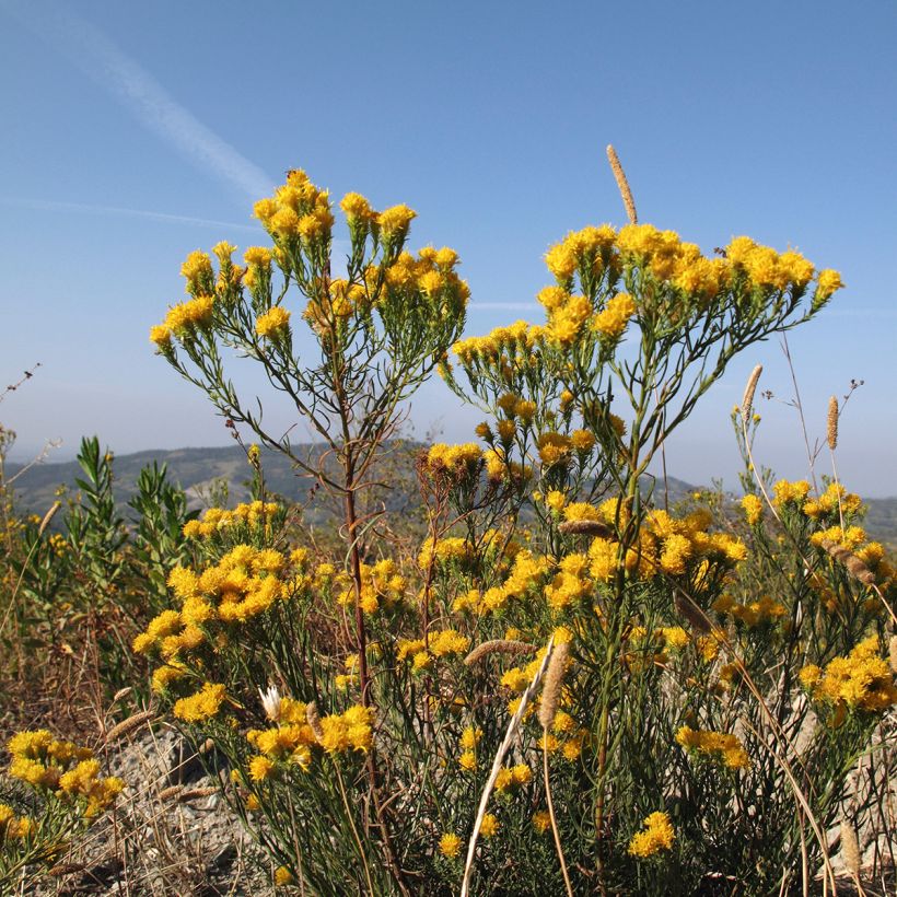 Aster linosyris - Goldhaar-Aster (Plant habit)