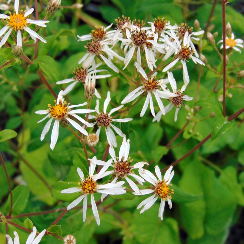 Aster macrophyllus - Großblättrige Aster (Flowering)