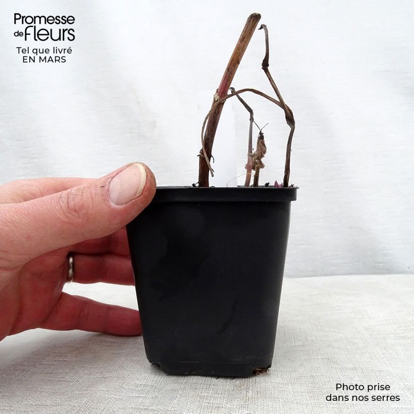 Exemplar von Aster macrophyllus - Großblättrige Aster Kleine Töpfe von 8/9 cm wie im Frühjahr geliefert