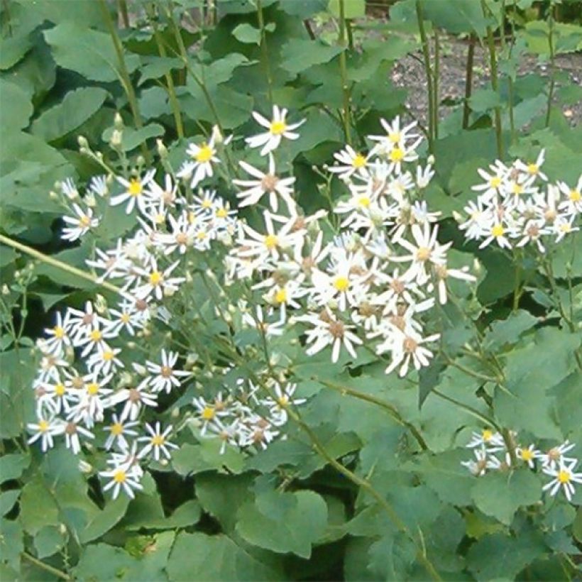 Aster macrophyllus Albus - Großblättrige Aster (Flowering)