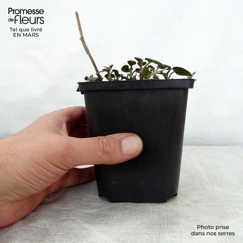 Exemplar von Aster macrophyllus Albus - Großblättrige Aster Kleine Töpfe von 8/9 cm wie im Frühjahr geliefert