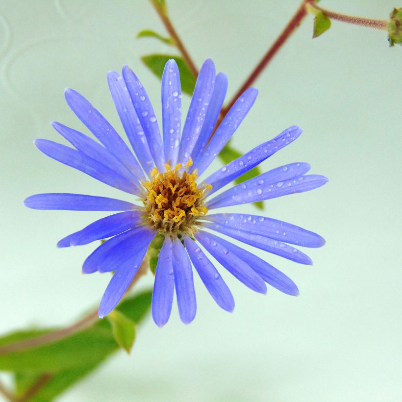 Aster macrophyllus Twilight - Großblättrige Aster (Flowering)
