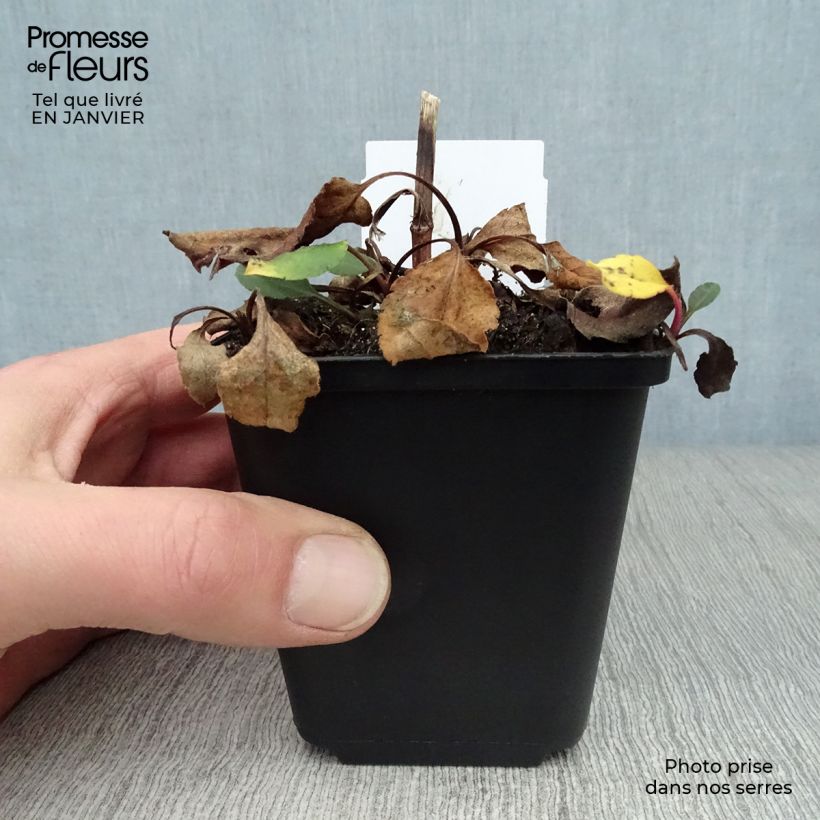 Exemplar von Aster macrophyllus Twilight - Großblättrige Aster Kleine Töpfe von 8/9 cm wie im Winter geliefert