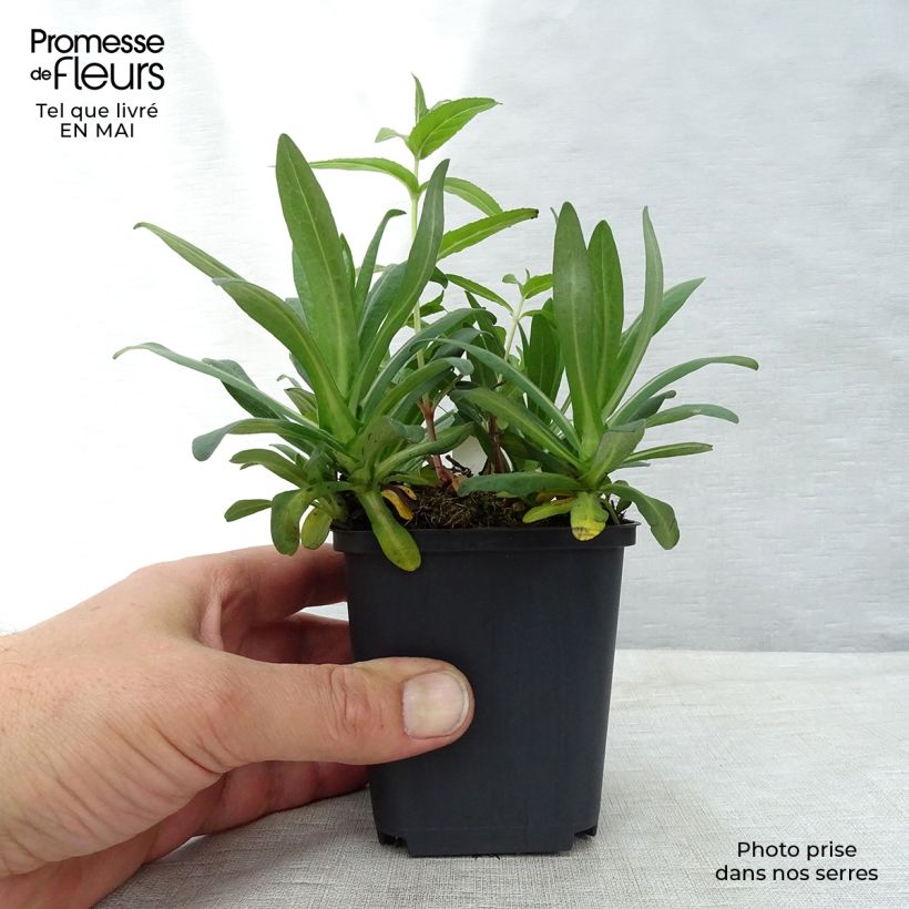 Exemplar von Aster novae-angliae Andenken an Alma Pötschke - Neuenglische Aster Kleine Töpfe von 7/8 cm wie im Frühjahr geliefert