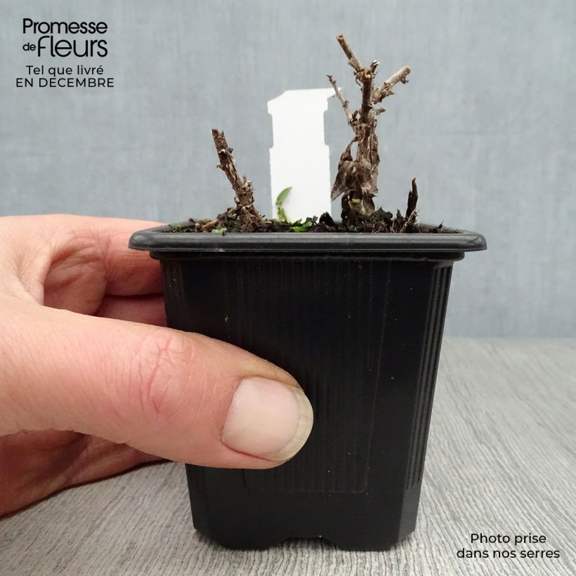 Exemplar von Aster novae-angliae Andenken an Alma Pötschke - Neuenglische Aster Kleine Töpfe von 7/8 cm wie im Winter geliefert