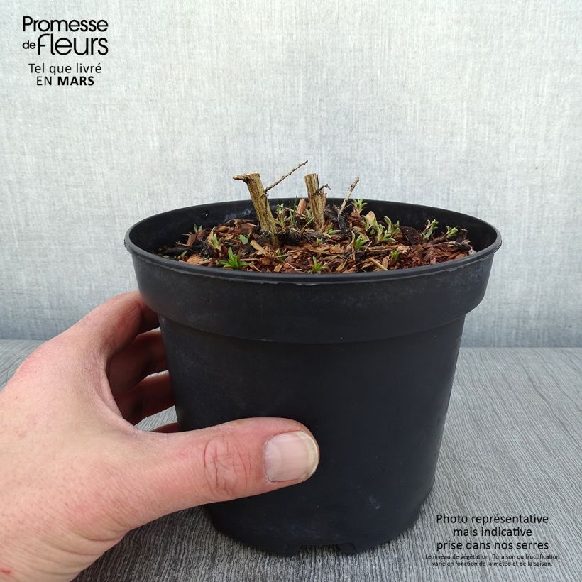 Exemplar von Aster novae-angliae Andenken an Alma Pötschke - Neuenglische Aster Topf mit 2L/3L wie im Winter geliefert