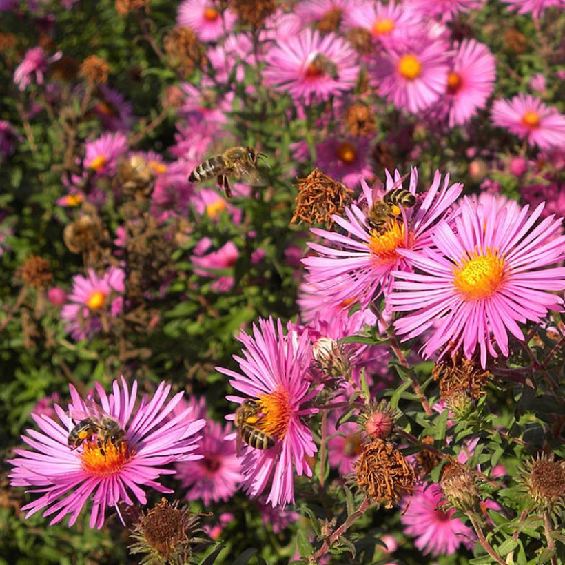 Aster novae-angliae Andenken an Paul Gerber - Neuenglische Aster (Flowering)