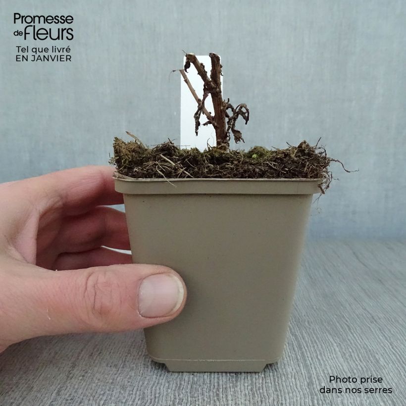 Exemplar von Aster novae-angliae Andenken an Paul Gerber - Neuenglische Aster Kleine Töpfe von 8/9 cm wie im Winter geliefert