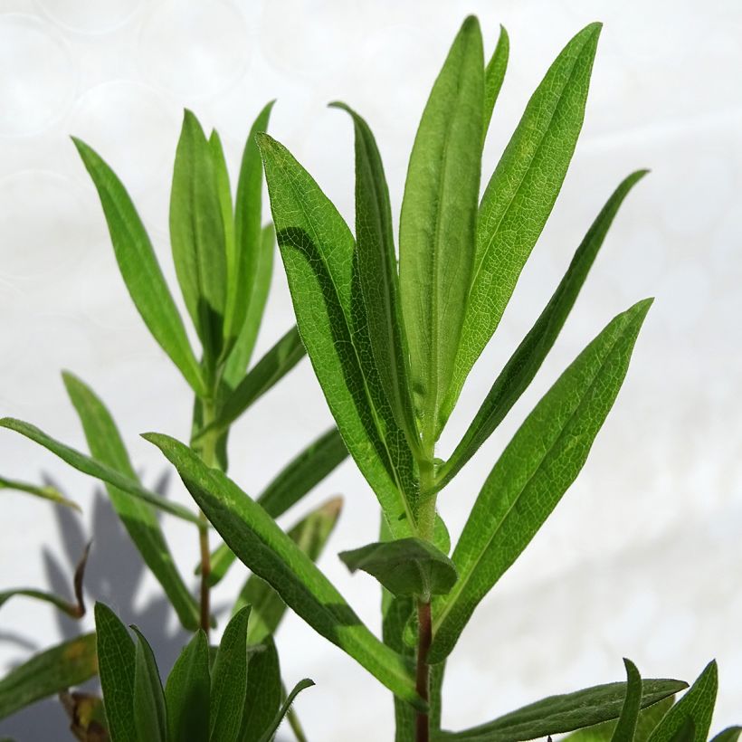 Aster novae-angliae Andenken an Paul Gerber - Neuenglische Aster (Foliage)