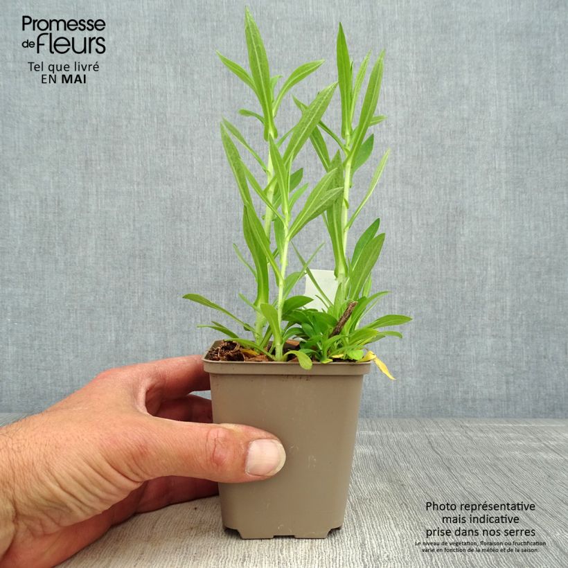 Exemplar von Aster novae-angliae Annabelle de Chazal - Neuenglische Aster Kleine Töpfe von 8/9 cm wie im Frühjahr geliefert