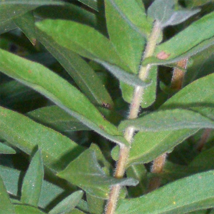 Aster novae-angliae Barrs Blue - Neuenglische Aster (Foliage)