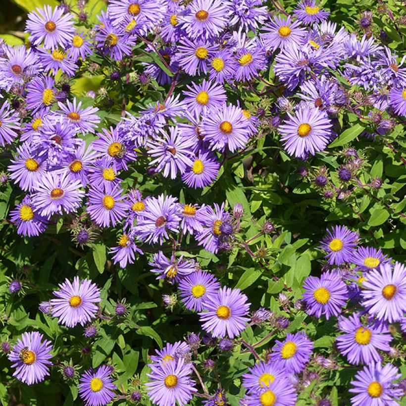 Aster novae-angliae Barrs Blue - Neuenglische Aster (Flowering)