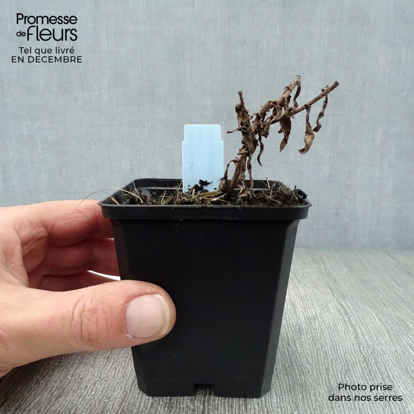 Exemplar von Aster novae-angliae Barrs Blue - Neuenglische Aster Kleine Töpfe von 8/9 cm wie im Winter geliefert