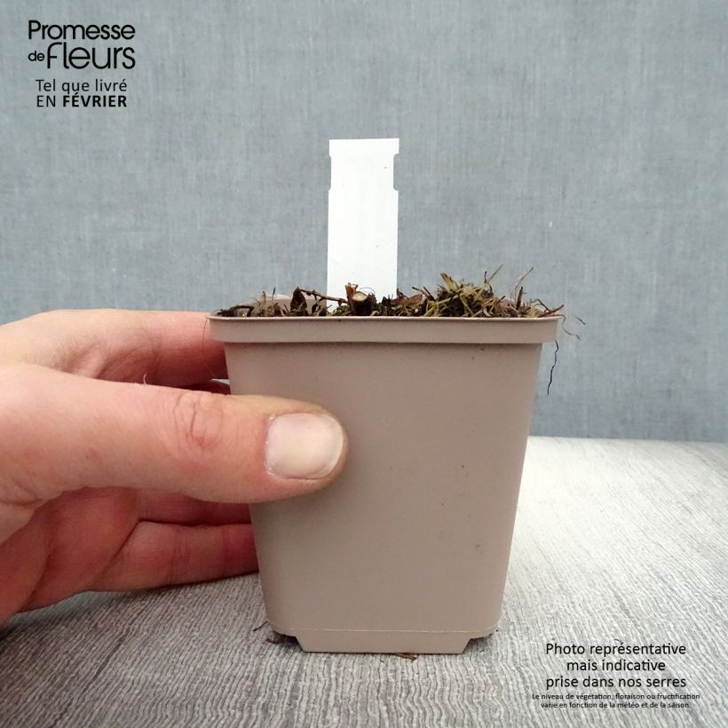 Exemplar von Aster novae-angliae Barrs Pink - Neuenglische Aster Kleine Töpfe von 8/9 cm wie im Winter geliefert