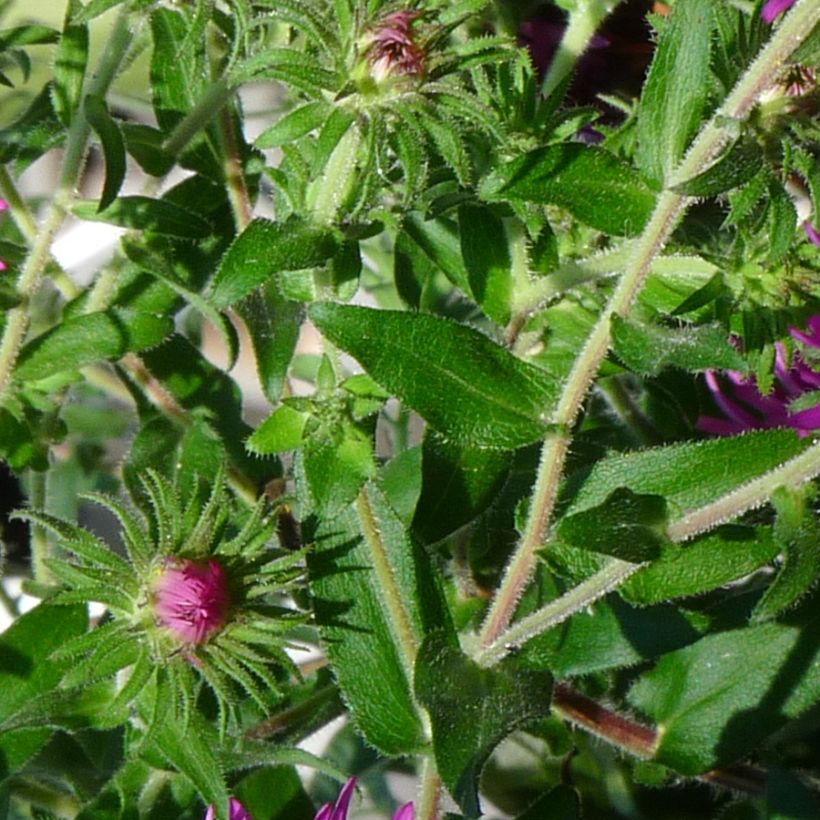 Aster novae-angliae Constanz - Neuenglische Aster (Foliage)