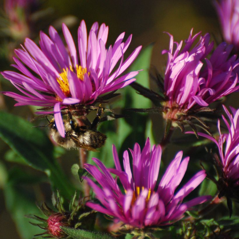 Aster novae-angliae Constanz - Neuenglische Aster (Flowering)