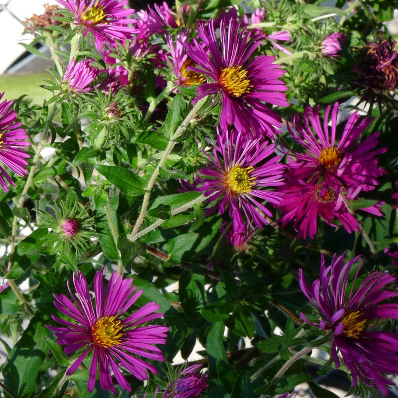 Aster novae-angliae Constanz - Neuenglische Aster (Plant habit)