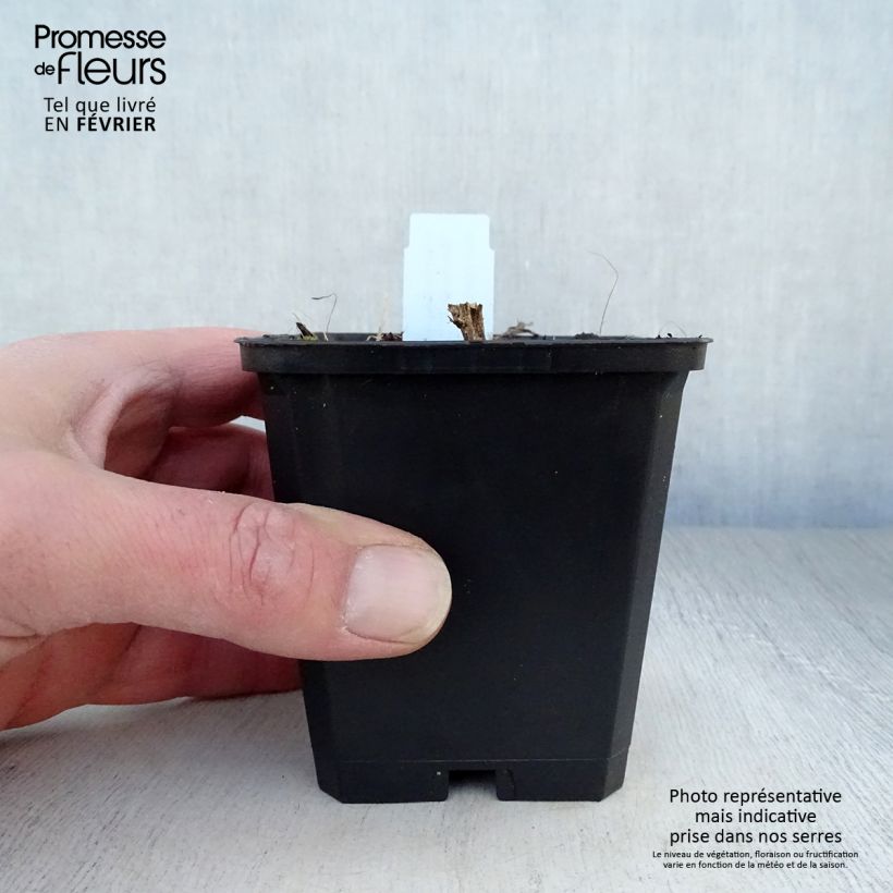 Exemplar von Aster novae-angliae Herbstschnee - Neuenglische Aster Kleine Töpfe von 8/9 cm wie im Winter geliefert