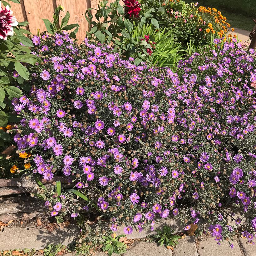 Aster novae-angliae Purple Dome - Neuenglische Aster (Plant habit)
