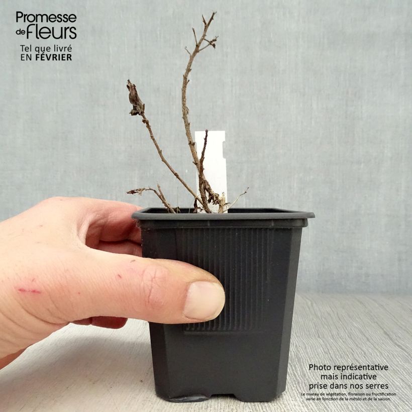 Exemplar von Aster novae-angliae Purple Dome - Neuenglische Aster Kleine Töpfe von 8/9 cm wie im Winter geliefert