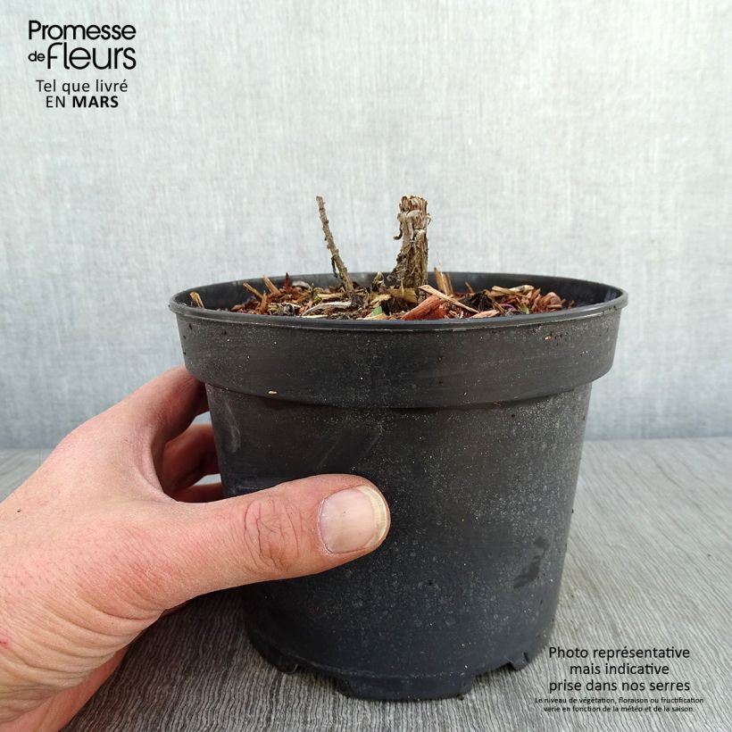 Exemplar von Aster novae-angliae Purple Dome - Neuenglische Aster Topf mit 2L/3L wie im Winter geliefert