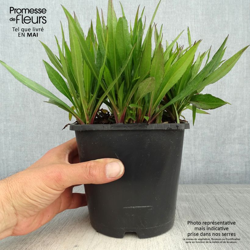 Exemplar von Aster novae-angliae Purple Dome - Neuenglische Aster Topf mit 2L/3L wie im Frühjahr geliefert