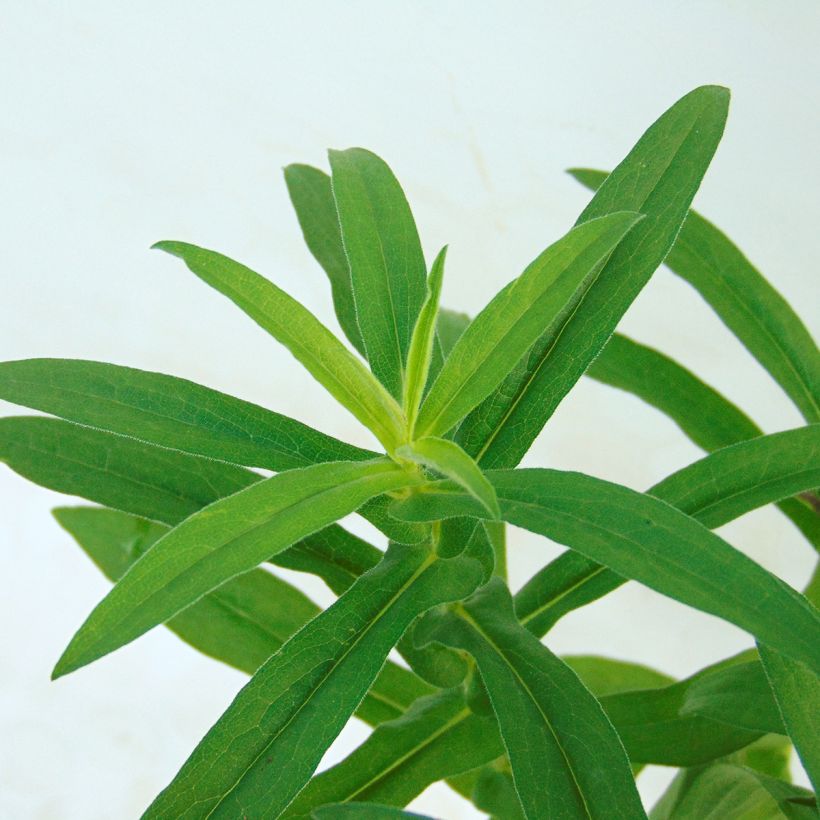 Aster novae-angliae Violetta - Neuenglische Aster (Foliage)