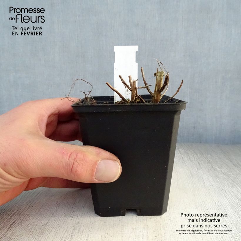 Exemplar von Aster novae-angliae Violetta - Neuenglische Aster Kleine Töpfe von 8/9 cm wie im Winter geliefert