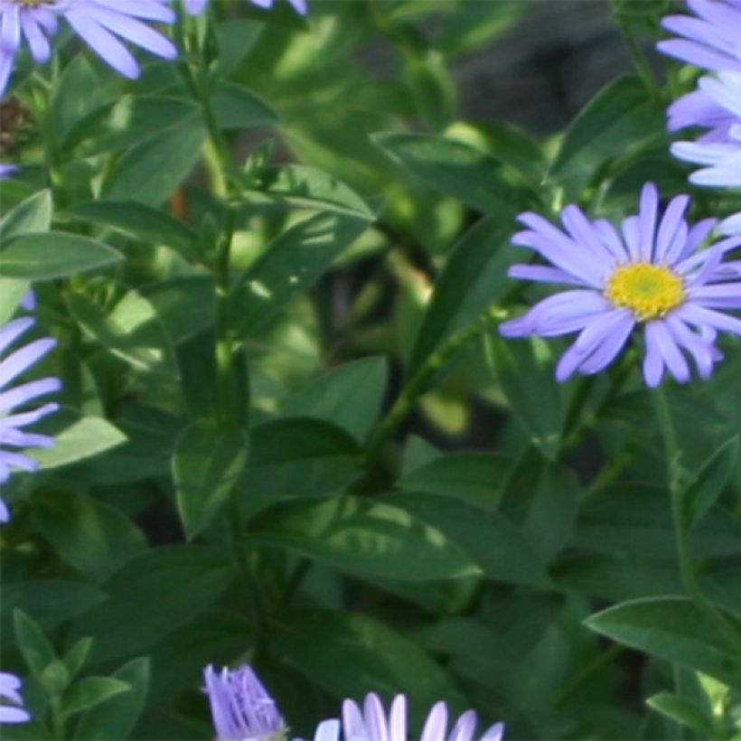 Aster novi-belgii Audrey - Glattblatt-Aster (Foliage)