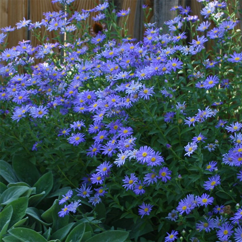 Aster novi-belgii Audrey - Glattblatt-Aster (Flowering)