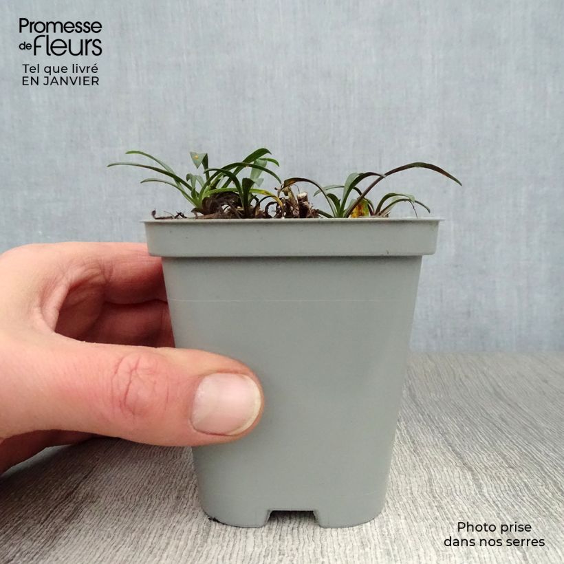 Exemplar von Aster novi-belgii Crimson Brocade - Glattblatt-Aster Kleine Töpfe von 8/9 cm wie im Winter geliefert